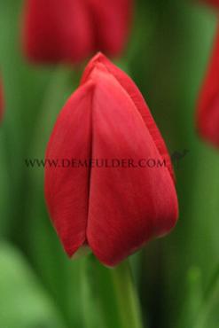 Tulipa Primavista 12/+ (x250)