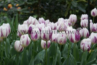 Tulipa Purple Flag 12/+ (x250)