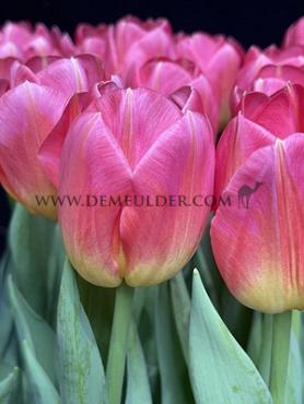 Tulipa Tom Pouce 12/+ (x250)