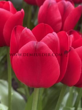 Tulipa Unique De France 12/+ (x250)