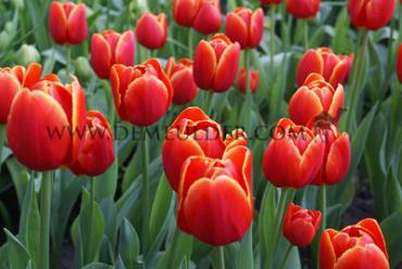 Tulipa Verandi 12/+ (x250)