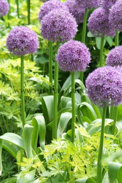 Allium Globemaster 20/+ (x25)