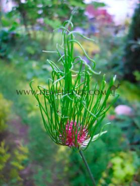 Allium Hair 5/+ (x250)