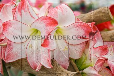 Amaryllis Aphrodite 30/32 (x10)