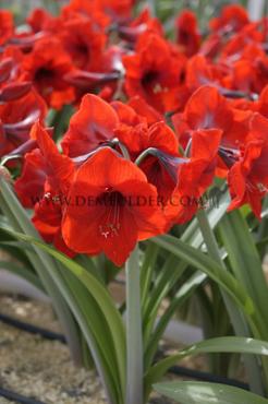 Amaryllis Red Lion 30/32 Prep. (x10)