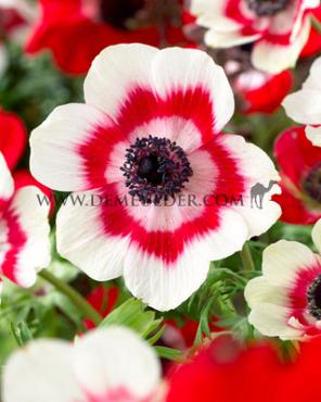 Anemone Bicolor 7/8 (x250)