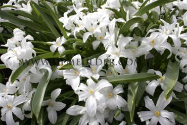 Chionodoxa Luciliae Alba 5/+ (x250)