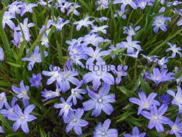 Chionodoxa Luciliae (Giantea) 5/+ (x250)