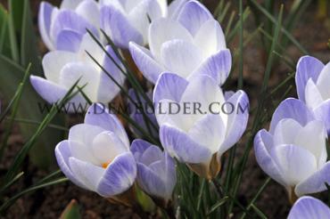 Crocus Blue Pearl 5/+ (x250)