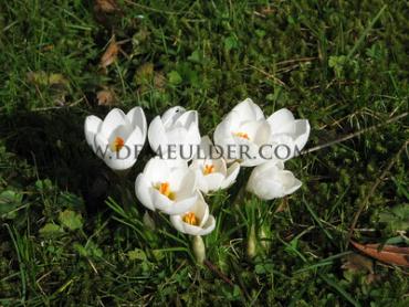 Crocus Snow Bunting 5/+ (x250)
