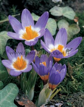 Crocus Sieberi Sublimis Tricolor 5/+ (x250)