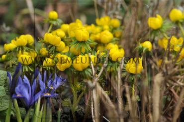 Eranthis Cilicica 4/+ (x250)