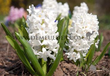Hyacinthus Aiolos 17/18 (x100)