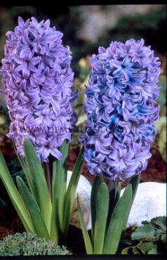 Hyacinthus Delft Blue 17/18 (x100)