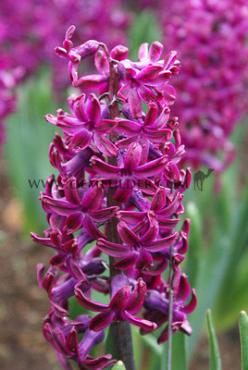 Hyacinthus Woodstock 17/18 (x100)