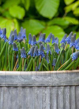 Muscari Big Smile 9/10 (x250)