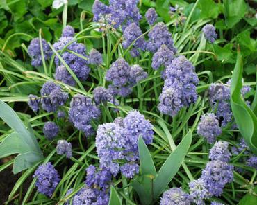 Muscari Fantasy Creation 9/+ (x250)