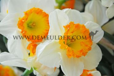 Narcisses Accent Large-cupped 14/16 (x250)