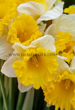 Narcissus Attraction, Trumpet Group, 14/16 (x250)