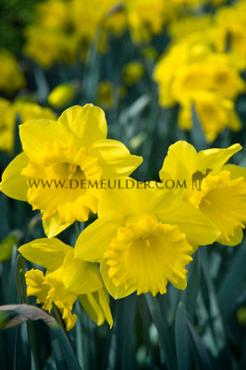 Narcisses Dutch Master Trumpet 14/16 (x250)