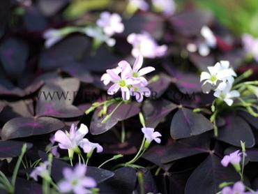 Oxalis Triangularis (x250)