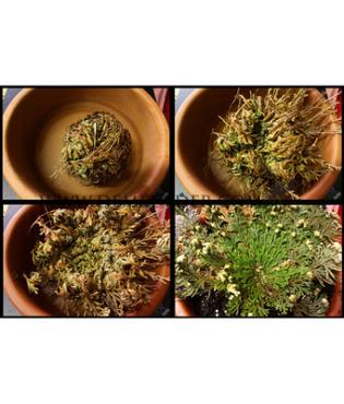 Selaginella Lepidophylla (x 25)