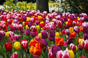 Tulipa Triumph Mixed 12/+ (x250)