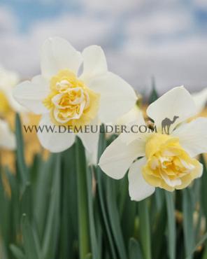 Narcisses Popeye Double 14/16 (x250)