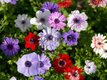 Anemone De Caen Mixed 7/8 (x250)