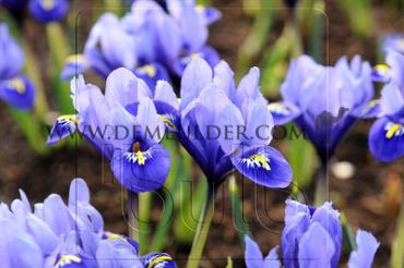 Iris Reticulata Joyce 6/+ (x250)