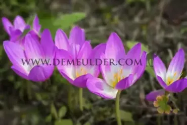 Colchicum Lilac Wonder 20/+ (x 25)
