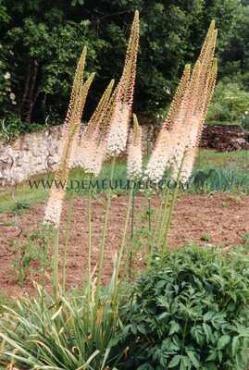 Eremurus Shelford Hybriden I (x 10)