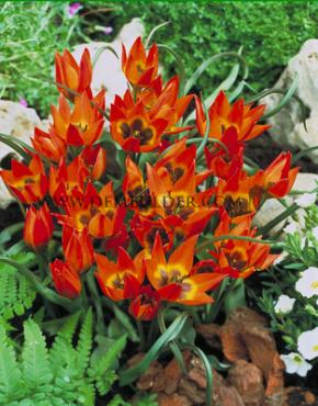 Tulipa Little Princess 6/+ (x250)