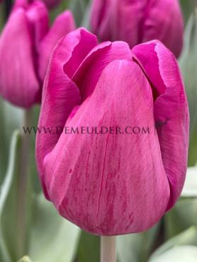 Tulipa Bullit 12/+ (x250)
