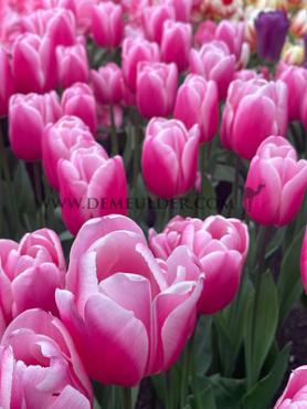 Tulipa Milkshake 12/+ (x250)