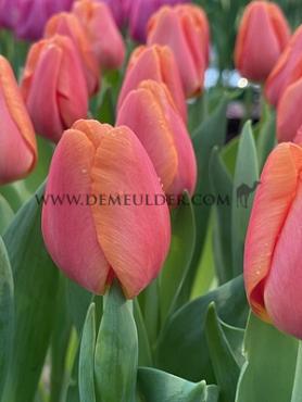 Tulipa Time Out 12/+ (x250)