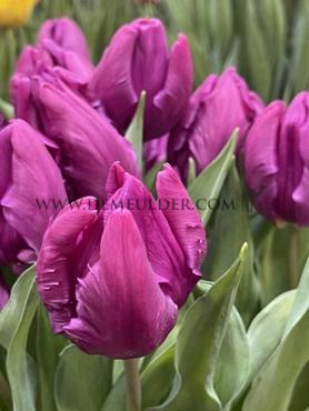 Tulipa Parrot Prince 12/+ (x250)