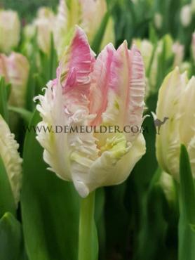 Tulipa Cabanna 12/+ (x250)