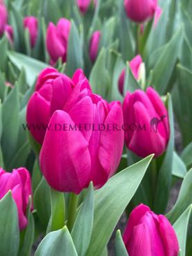 Tulipa Pink Ardour 12/+ (x250)