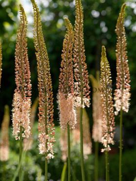 Eremurus Romance I (x 10)
