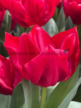 Tulipa Curry 12/+ (x250)