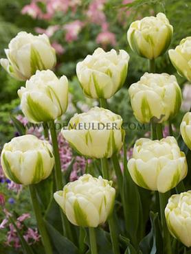 Tulipa Yukon 12/+ (x250)