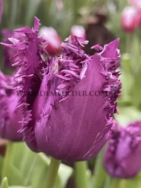 Tulipa Purple Jaws 12/+ (x250)