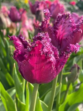 Tulipa Purple Jaws 12/+ (x250)