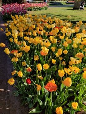 Tulipa Keukenhof Yellow Mixed 12/+ (x250)