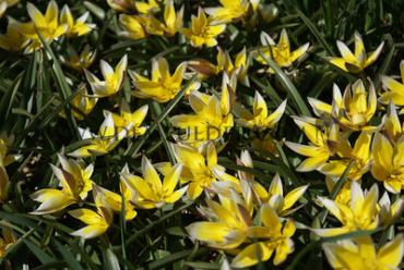 Tulipa tarda 8/+ (x250)