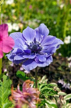 Anemone Lord Lieutenant 6/7 (x250)