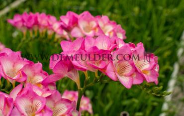 Freesia Single Pink 5/+ (x250)