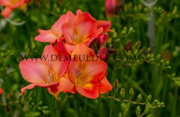 Freesia Single Red 5/6 (x250)
