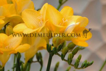 Freesia Single Yellow 5/+ (x250)